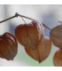 Physalis Peruviana Gold (Semillas Ecológicas)