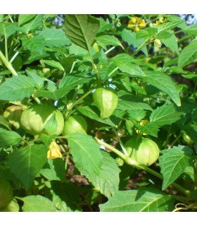 Physalis Peruviana Gold (Semillas Ecológicas)