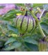 Physalis Ixocarpa Tomatillo Púrpura (Semillas Ecológicas)