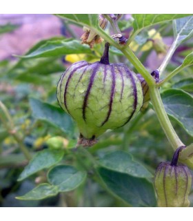 Physalis Ixocarpa Tomatillo Púrpura (Semillas Ecológicas)