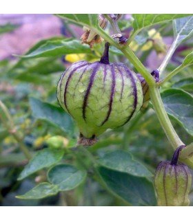 Physalis Ixocarpa Tomatillo Púrpura (Semillas Ecológicas)