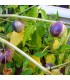 Physalis Ixocarpa Tomatillo Púrpura (Semillas Ecológicas)