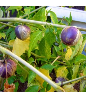Physalis Ixocarpa Tomatillo Púrpura (Semillas Ecológicas)