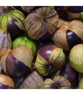 Physalis Ixocarpa Tomatillo Púrpura (Semillas Ecológicas)