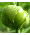 Physalis Ixocarpa Green Tomatillo - graines non traitées