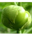 Physalis Ixocarpa Green Tomatillo - untreated seeds