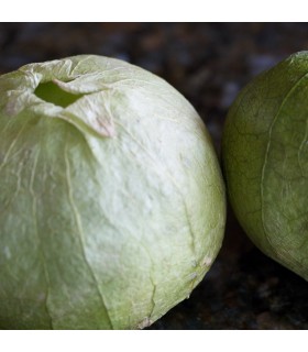 Physalis Ixocarpa Tomatillo Verde (Semillas Ecológicas)