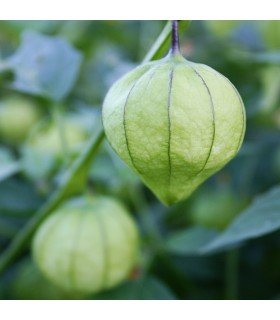 Physalis Ixocarpa Tomatillo Verde (Semillas Ecológicas)