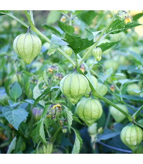 Physalis Ixocarpa Tomatillo Verde (Semillas Ecológicas)