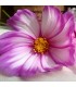 Cosmos Bipinnatus Mezcla Daydream (Semillas Ecológicas)