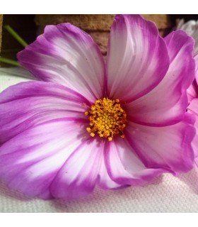 Cosmos Bipinnatus Mezcla Daydream (Semillas Ecológicas)