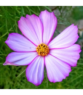 Cosmos Bipinnatus Mezcla Daydream (Semillas Ecológicas)
