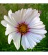 Cosmos Bipinnatus Mezcla Daydream (Semillas Ecológicas)