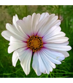 Cosmos Bipinnatus Mezcla Daydream (Semillas Ecológicas)