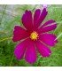 Cosmos Bipinnatus Mezcla Daydream (Semillas Ecológicas)