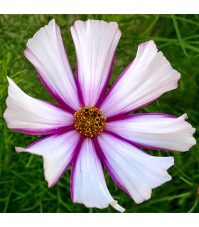 Cosmos Bipinnatus Mezcla Daydream (Semillas Ecológicas)