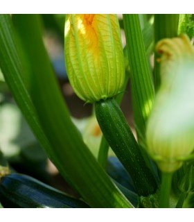 Calabacín Zucchini (Semillas Ecológicas)