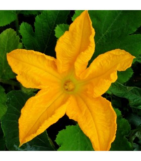 Calabacín Zucchini (Semillas Ecológicas)
