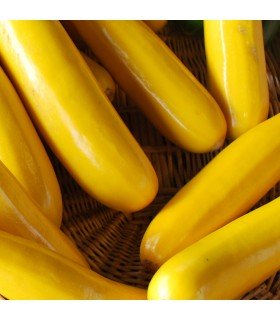 Calabacín Gold Rush (Semillas Ecológicas)