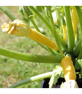 Calabacín Gold Rush (Semillas Ecológicas)