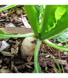 Rabanito Daikon (Semillas Ecológicas