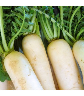 Rabanito Daikon (Semillas Ecológicas
