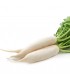 Rabanito Daikon (Semillas Ecológicas