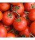 Tomate Matina (Semillas Ecológicas)