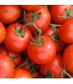 Tomate Matina - graines non traitées
