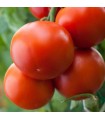 Jani Pot Tomato - untreated seeds