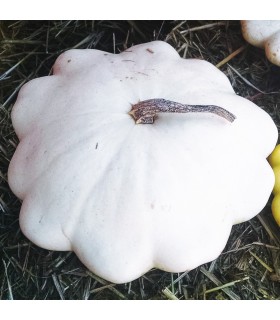Calabaza Patisson Blanca (Semillas Ecológicas)