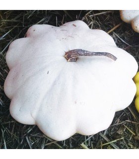 Calabaza Patisson Blanca (Semillas Ecológicas)