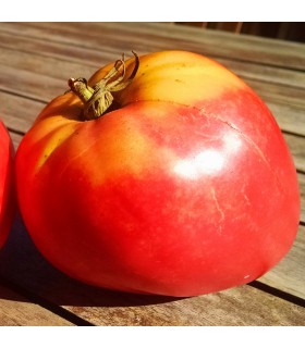 Tomate Corazón de Buey (Semillas Ecológicas)