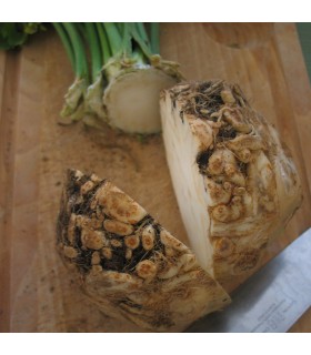 Apio Nabo Monarch (Semillas Ecológicas)