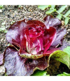 Achicoria Palla Rossa 3 (Semillas Ecológicas)