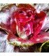 Achicoria Palla Rossa 3 (Semillas Ecológicas)