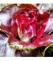 Chicory Palla Rossa 3 -untreated seeds