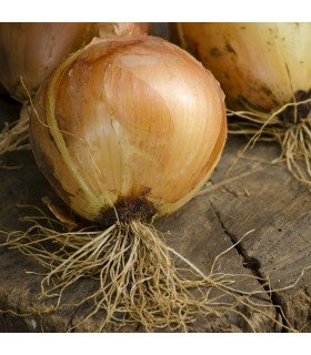 Cebolla Sturon (Semillas Ecológicas)