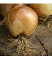 Sturon Onion - untreated seeds