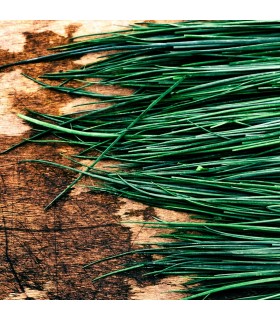 Cebollino Ciboulette (Semillas Ecológicas)