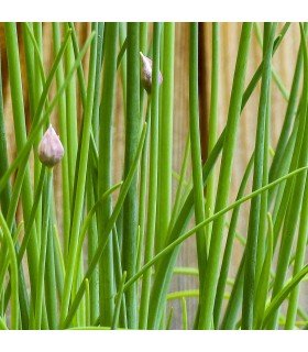 Cebollino Ciboulette (Semillas Ecológicas)