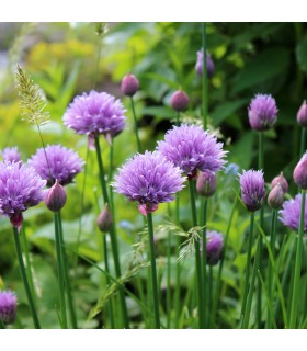 Cebollino Ciboulette (Semillas Ecológicas)
