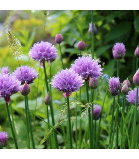 Cebollino Ciboulette (Semillas Ecológicas)