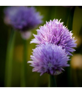 Cebollino Ciboulette (Semillas Ecológicas)