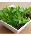 Laitue Baby Leaf Mix - graines non traitées