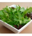 Lechuga Baby Leaf Mix - semillas no tratadas