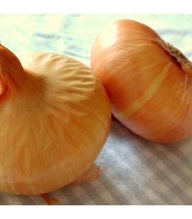 Cebolla Plana Stuttgarter (Semillas Ecológicas)