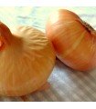 Flat Onion Stuttgarter - untreated seeds