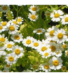 Matricaria (Tanacetum Parthenium)