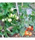 Tomate Jani (Semillas Ecológicas)